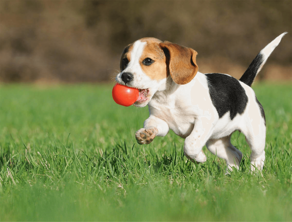 https://nutripetshop.com.br/wp-content/uploads/2019/07/hero_image_01.png