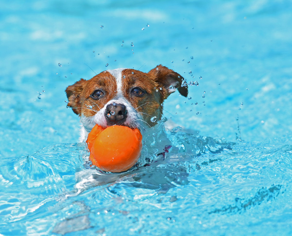 https://nutripetshop.com.br/wp-content/uploads/2019/07/hero_image_03.png
