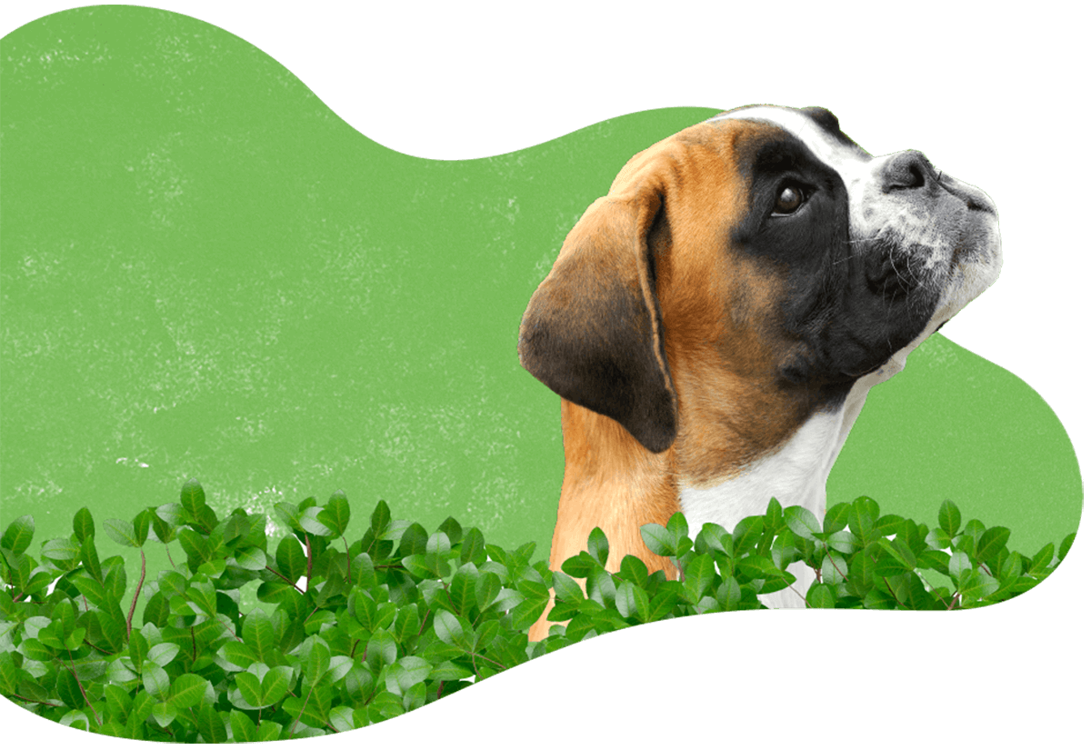 https://nutripetshop.com.br/wp-content/uploads/2019/07/hero_image_04.png