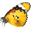 https://nutripetshop.com.br/wp-content/uploads/2019/08/butterfly.png