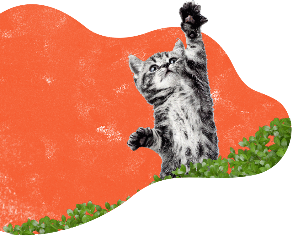 https://nutripetshop.com.br/wp-content/uploads/2019/08/inner_services_cat.png