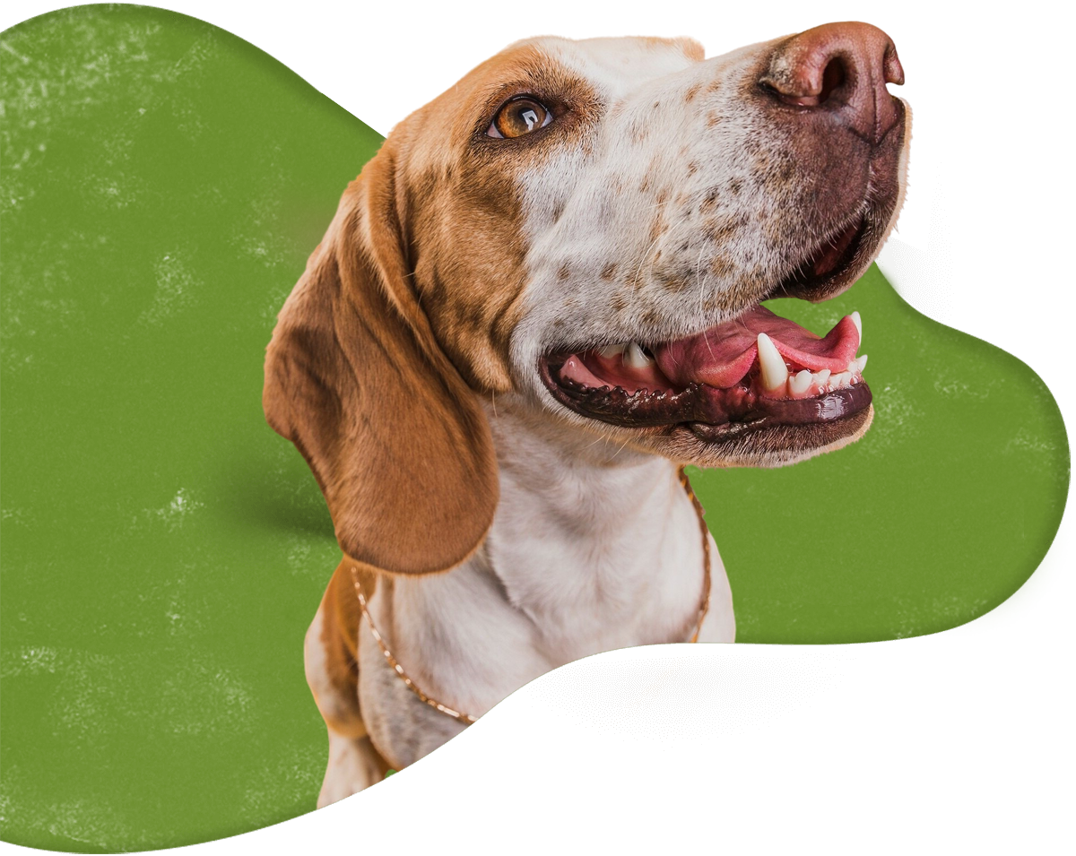 https://nutripetshop.com.br/wp-content/uploads/2026/05/vet.png